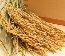 有機コシヒカリ玄米のイメージ