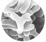 ビフィズス菌（BB536）のイメージ