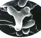 ビフィズス菌（B-3）のイメージ
