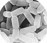 植物性乳酸菌のイメージ