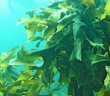 海藻エキスのイメージ