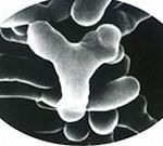 ビフィズス菌のイメージ