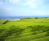 雲南省の茶畑のイメージ