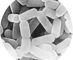 乳酸菌のイメージ