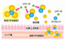 脂肪分解酵素「リパーゼ」による効果の説明図