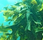 アルゲエキスが抽出できる海藻のイメージ