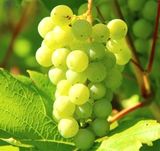 ブドウ発酵液が生成できる白ブドウ
